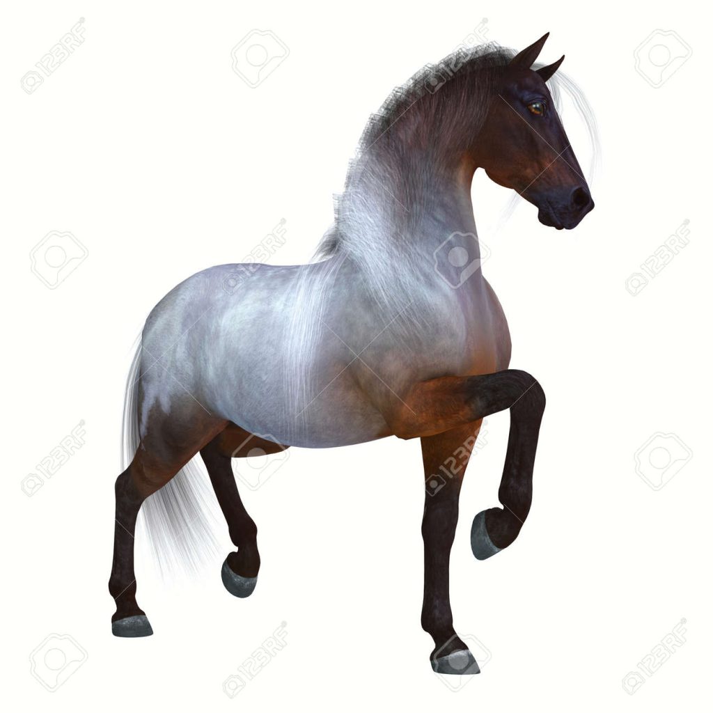 Qué raza de caballo es sombra gris