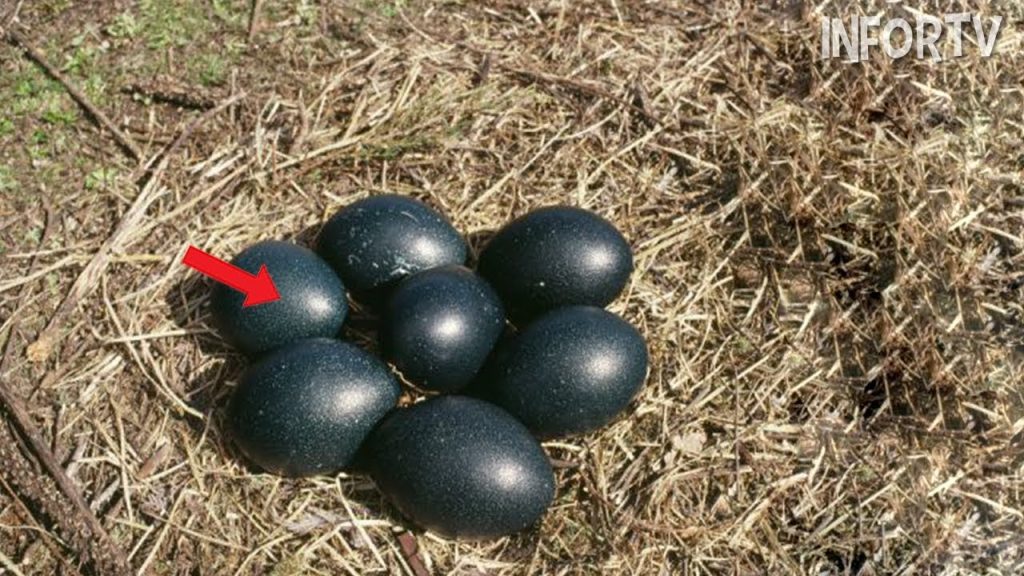 Qué ave tiene huevos negros