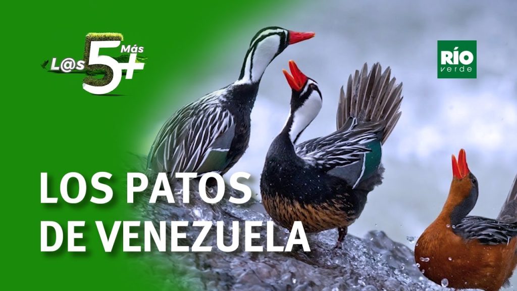 como se dice pato en venezuela Cómo se dice pato en Venezuela
