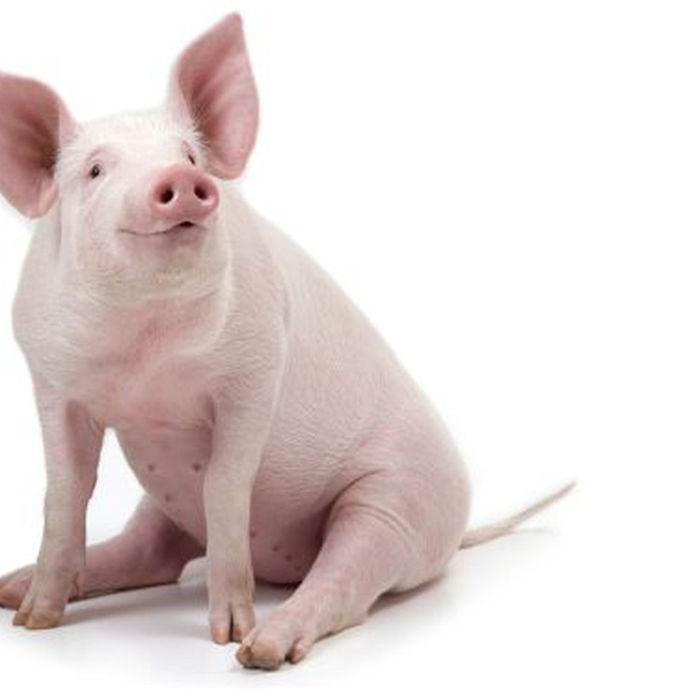 Qué significa la palabra Some Pig en español